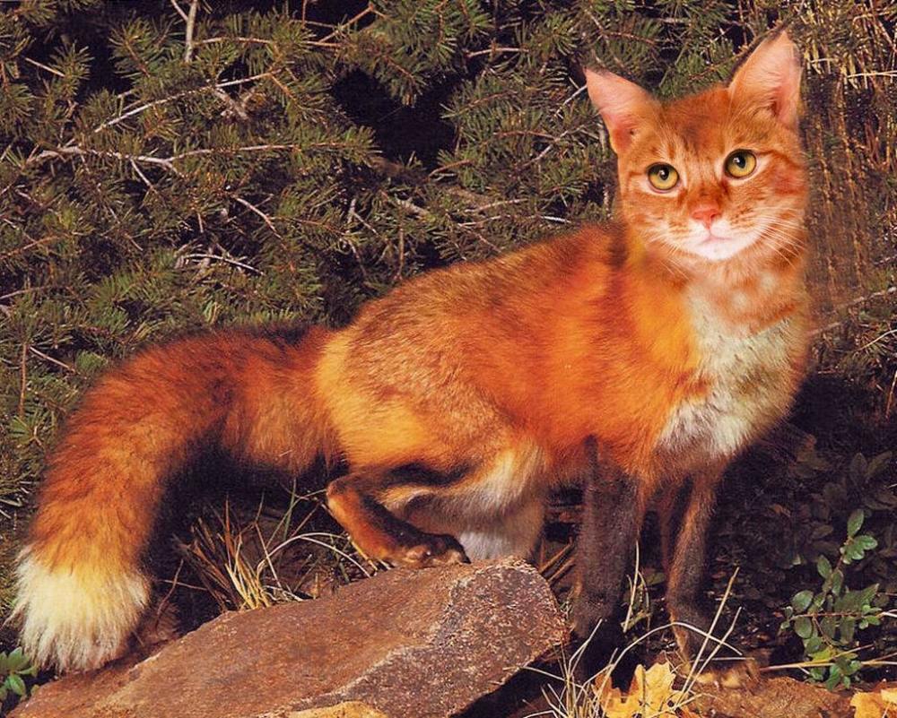新品种野猫定名狐猫,猫迷兴奋不已,一看照片懵了,狐在