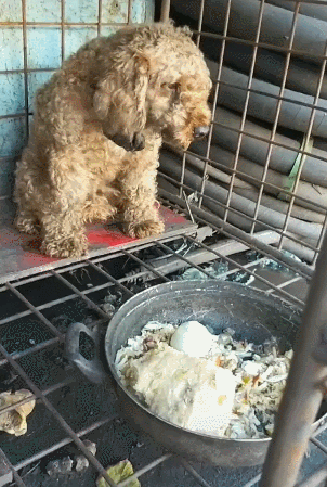 曾经高贵的小泰迪,如今变成丧家犬,天天吃剩饭剩菜