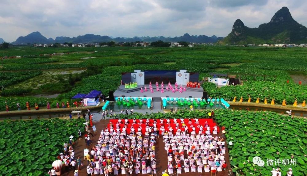 6月21日 柳江荷花文化旅游节 如约而至"藕遇荷海,乡约柳江 6月21日