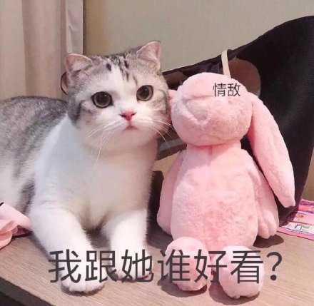 超级"可爱"的萌宠表情包,我跟她比谁好看?
