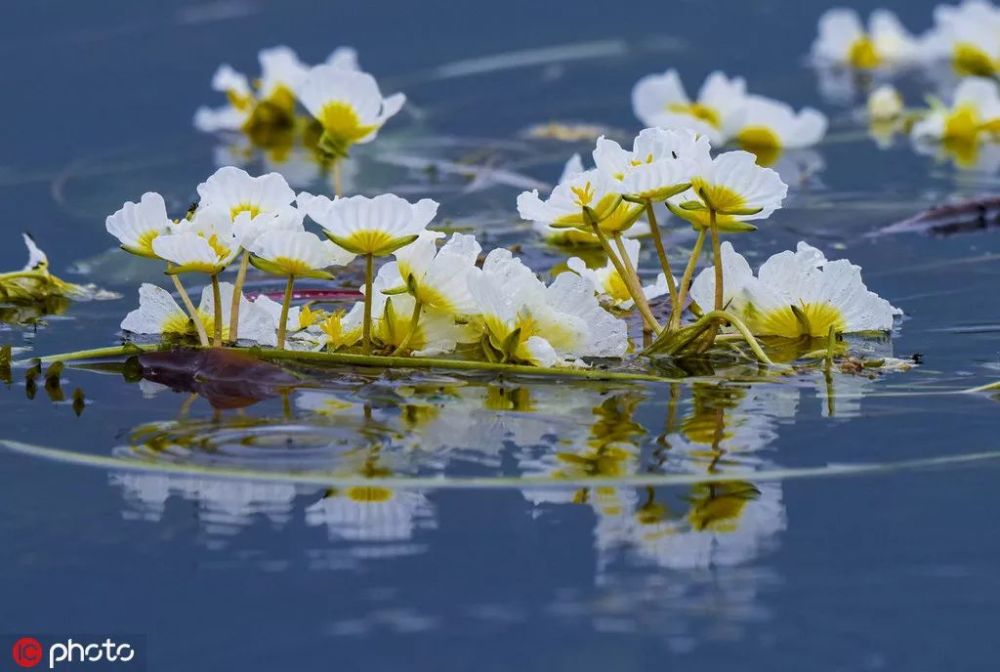 泸沽湖里的这种"海藻花"大名其实叫波叶海菜花(ottelia