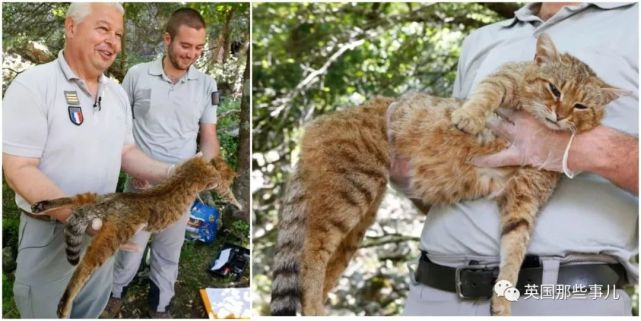 法国发现猫科新物种:猫狐,能确认的仅16只…凶萌凶萌的