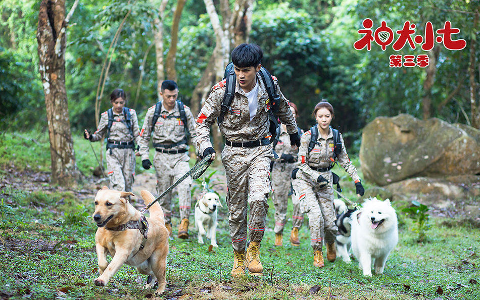 热播电视剧《神犬小七》,为什么没有藏獒?