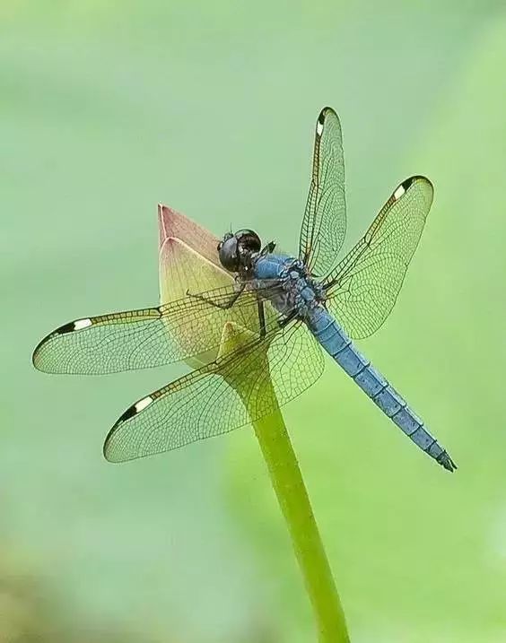 蜻蜓是世界上眼睛最多的昆虫,它流线型的外形非常漂亮,再加上色彩多样