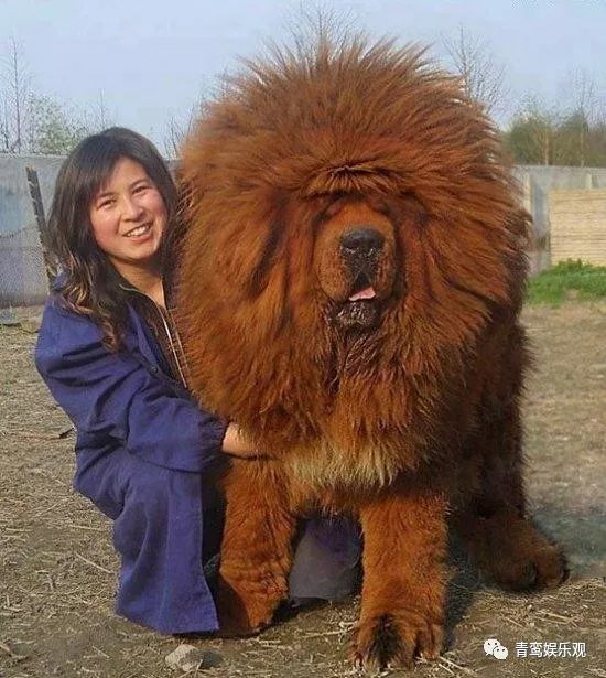 藏獒,成吉思汗,河马,蜜獾,鲸鱼