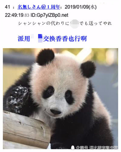 大熊猫香香即将回国,日本网友心态炸锅,别老拿东京的熊猫!