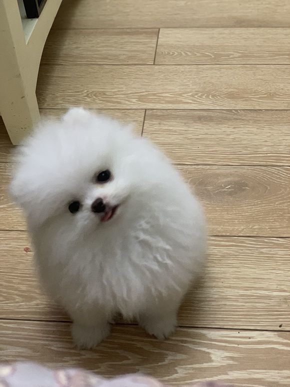 博美从小到大,它一点点的在"蜕变,越来越可爱了