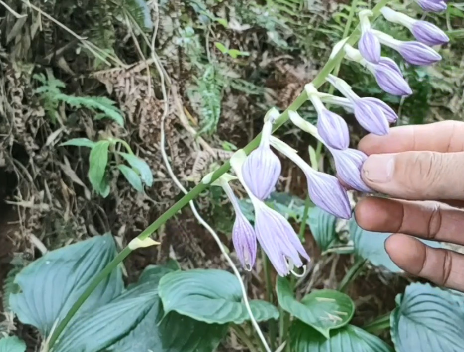 这种中国著名传统植物,花朵绽放香味扑鼻,俗称"白仙鹤"可入药