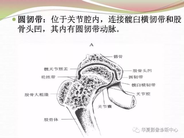 值得收藏的髋关节全面解剖