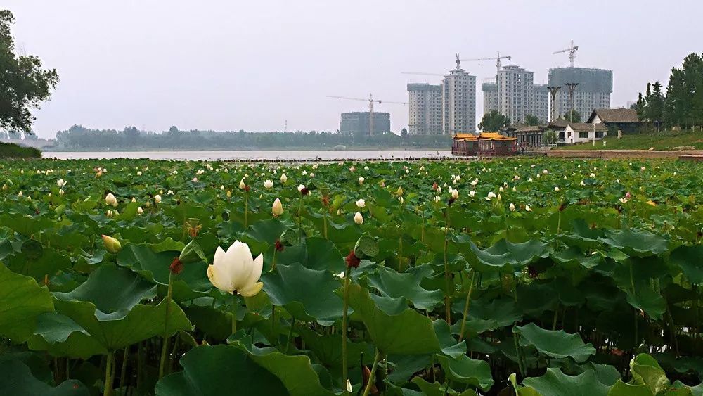 太美啦!济阳澄波湖八大美景您见过吗