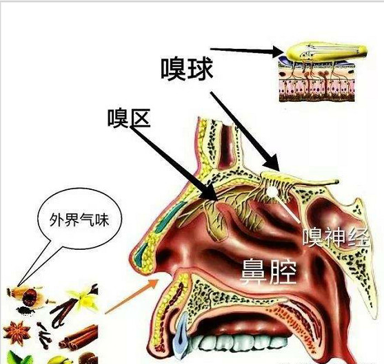 鼻息肉,嗅觉,鼻炎