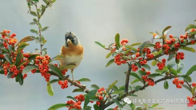 佳木斯故事红豆鸟