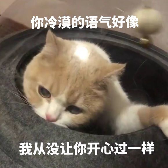 可爱猫咪搞笑表情包:你好冷漠,好像我没有让你开心过一样!