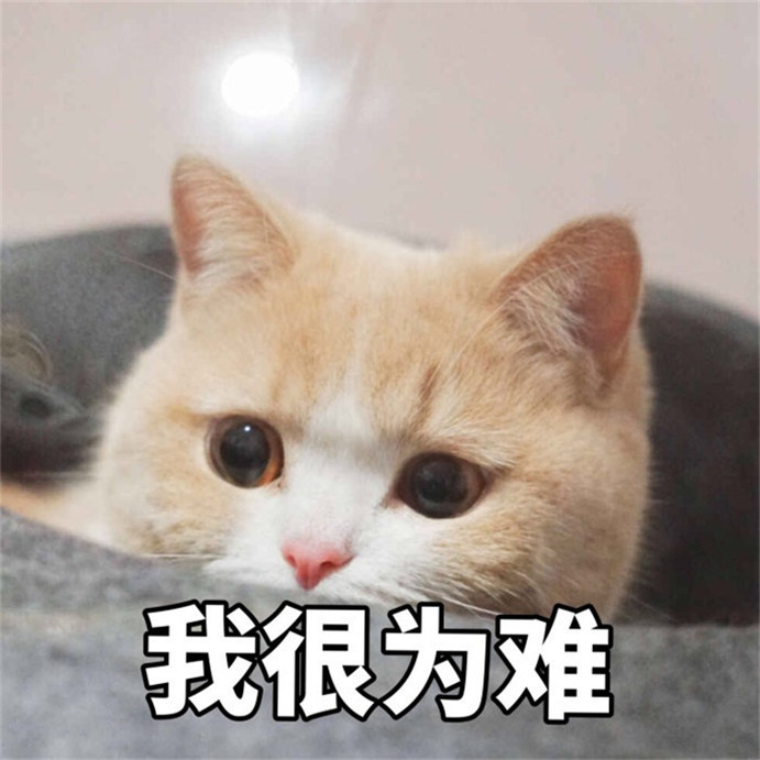 可爱萌宠猫咪搞笑表情包:我能有多骄傲,不堪一击好不好