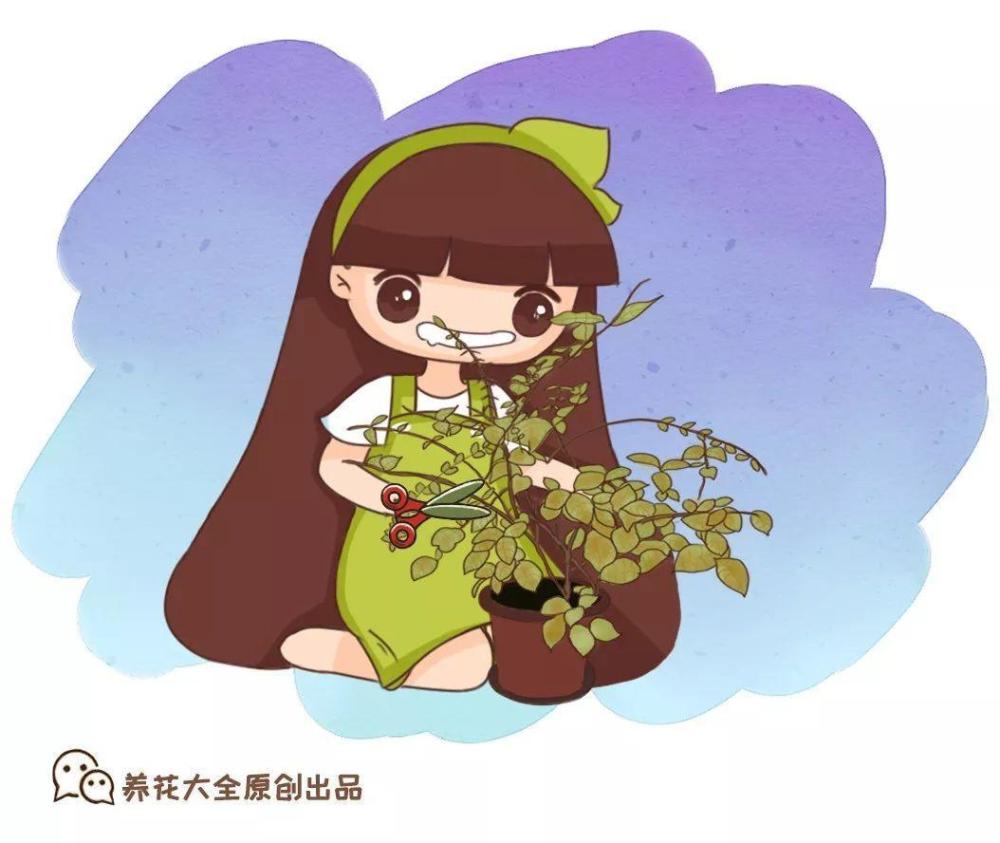 茉莉,浇水,发财树,茉莉花,虎皮兰,丽格海棠,扦插