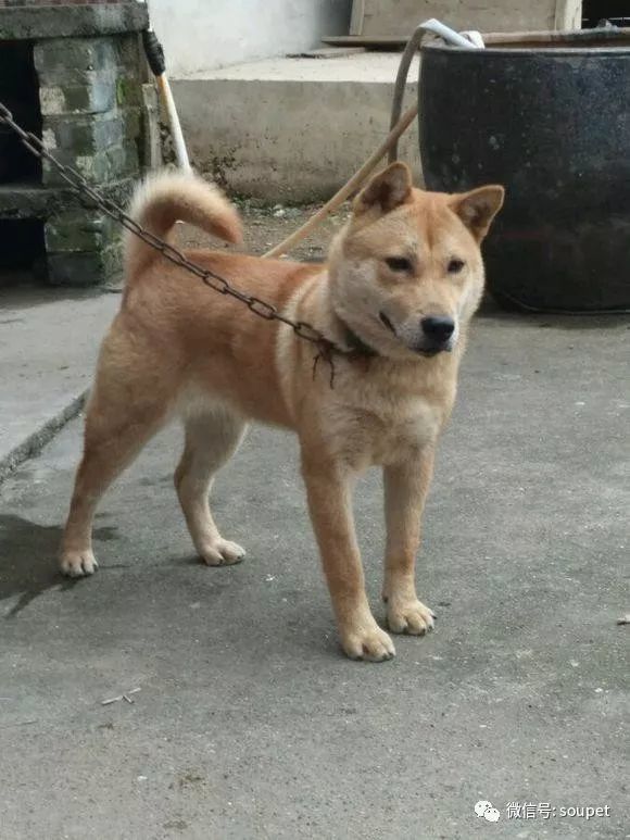 中国虎斑犬