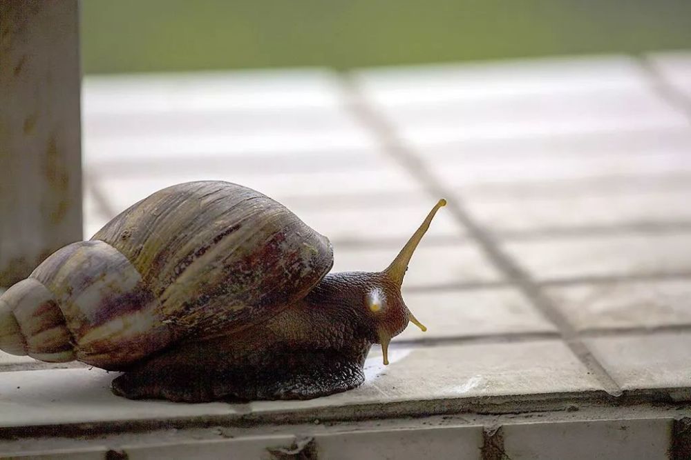小编赶紧来跟大家科普科普~ 东风螺又称非洲大蜗牛 是中国首批16种