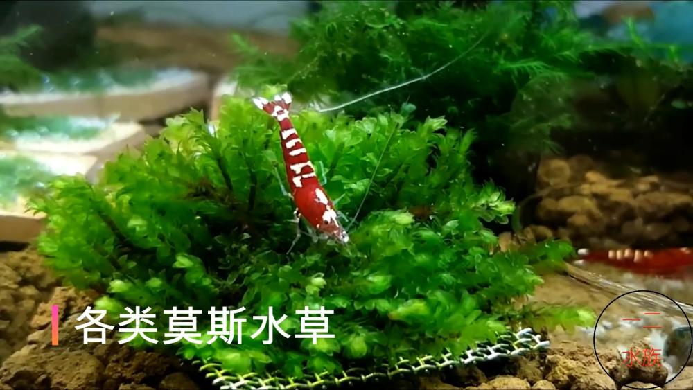 鱼缸养水草 这6种最好养 有的在河里也能找到 看点快报