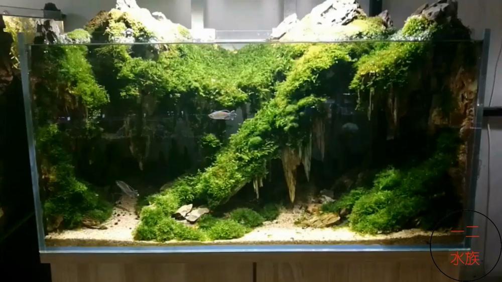 鱼缸养水草 这6种最好养 有的在河里也能找到 看点快报