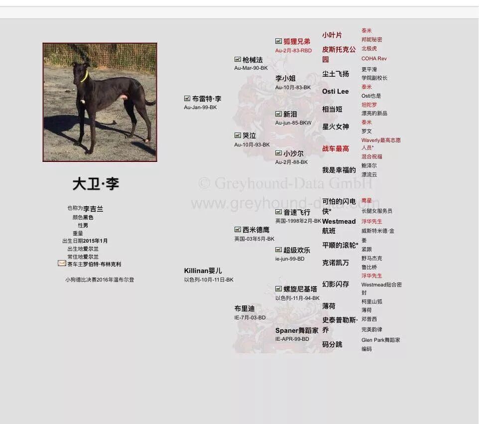 济南惠缘犬舍引进布瑞特李儿子爱尔兰赛犬"大卫李"