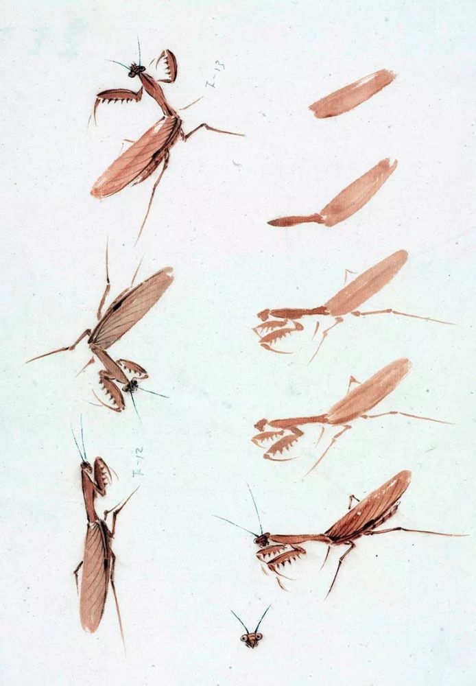 413.螳螂画法-1995