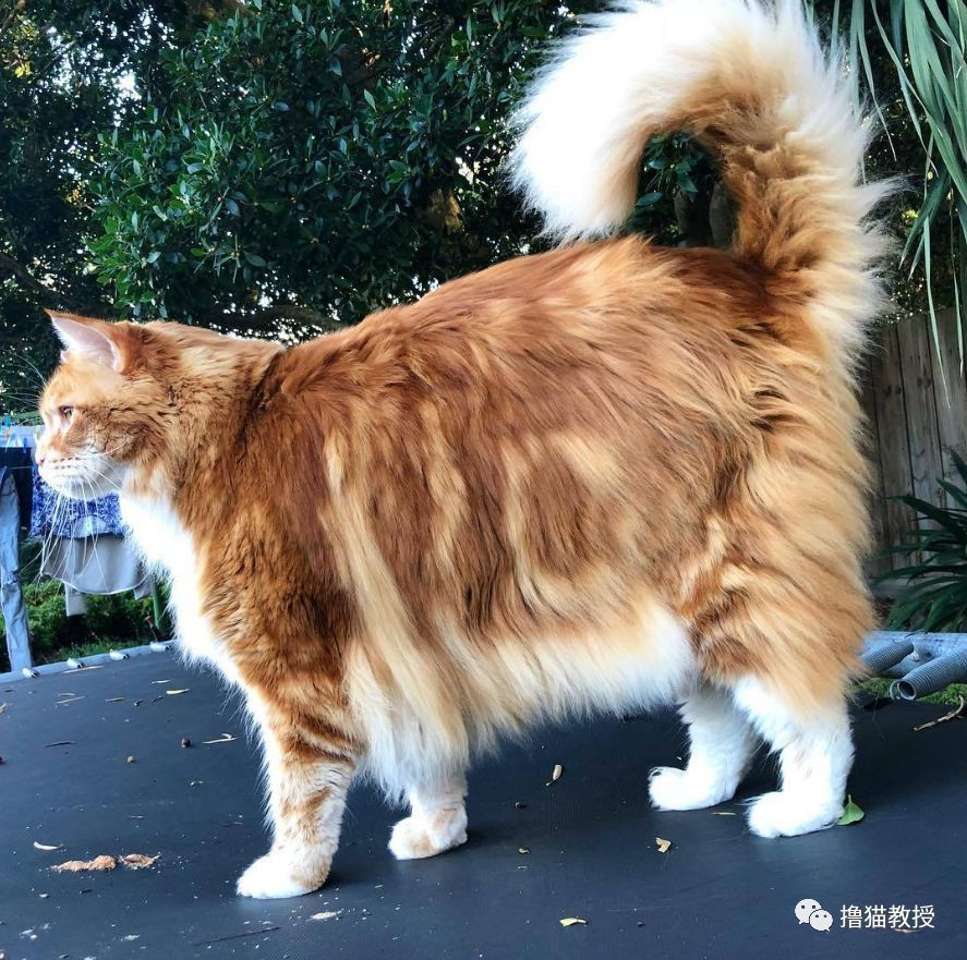 养一只比狗还大的超大猫是什么样的感受?