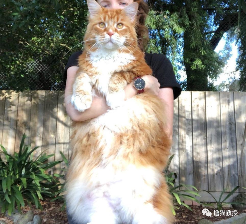 omar是一只缅因猫,身上还带了点橘色.