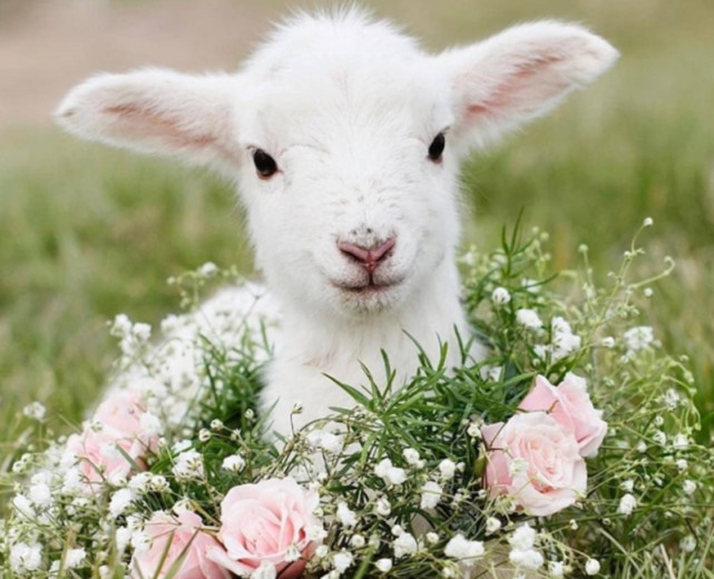 情感测试:你觉得哪只小羊最可爱,测你心里最重要的人是谁!