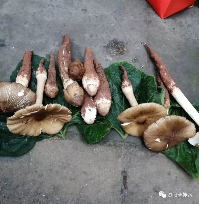 100元/斤!资阳人都爱吃的野味即将大量上市