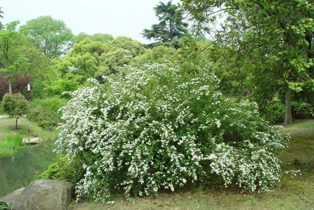 菱叶绣线菊可孤植,丛植,栽于街道,山坡,小路两旁,草坪边缘.