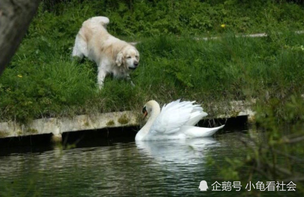 天鹅恶霸vs小狗狗