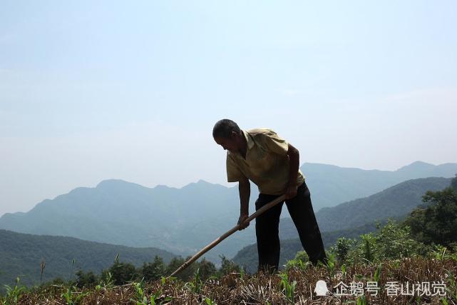 已经中午了,老伴饭还没做好,范大爷闲不住,干脆拿锄头在门口的玉米地