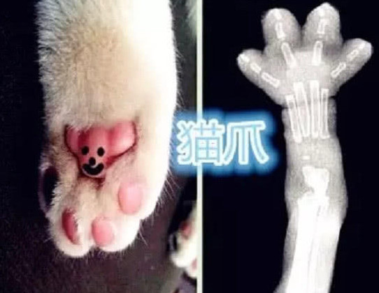 同样是拍x光片,猫爪有些呆萌,心碎也能忍,"唐僧"是什么鬼?