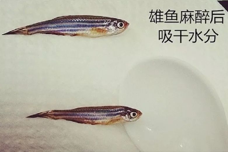 如何高质量的完成斑马鱼体外受精?