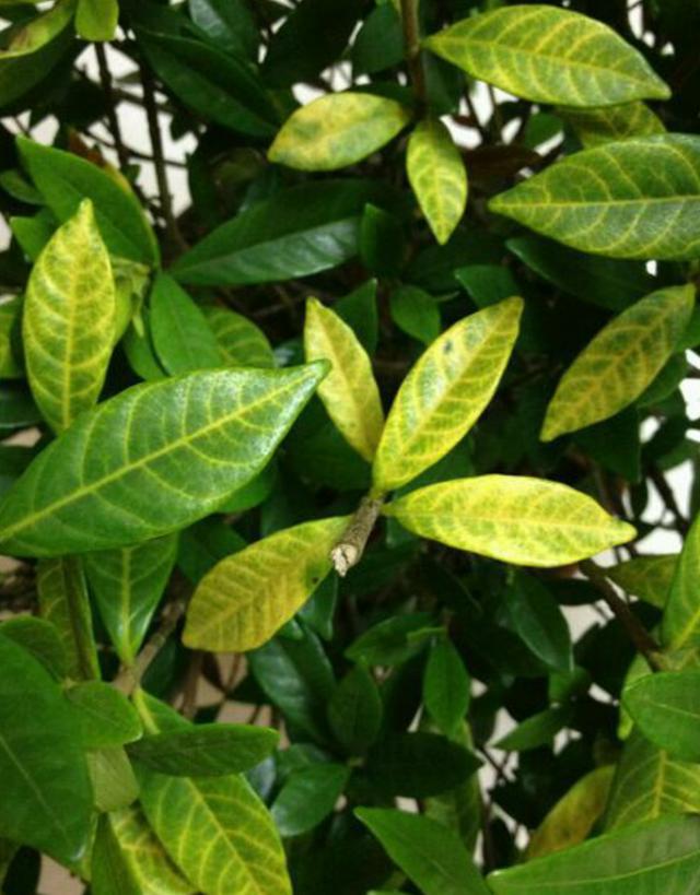 怎么治疗与预防植物缺铁