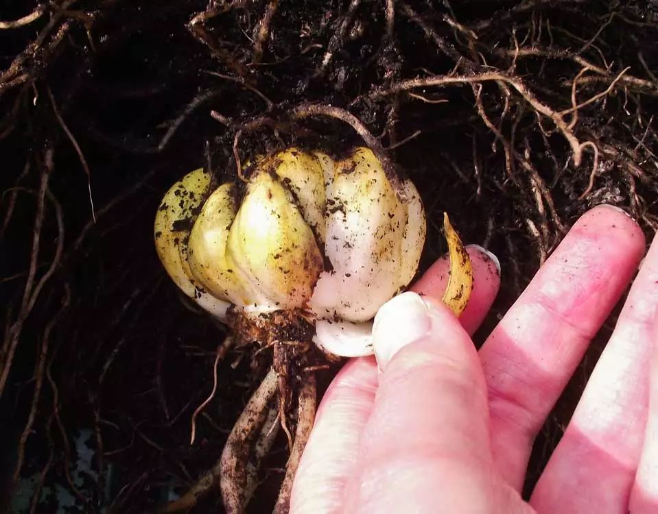 百合花的球茎用手掰开就能轻松分株繁殖,过一两年就