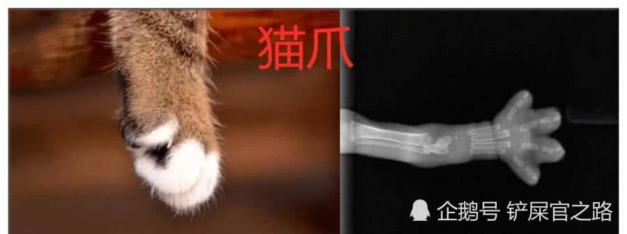 用x光看世界猫爪可爱乌龟太形象看到最后一张后笑到流泪