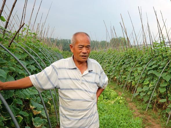 农民种植一种反季节蔬菜,2亩收入1.6万元,有啥秘诀