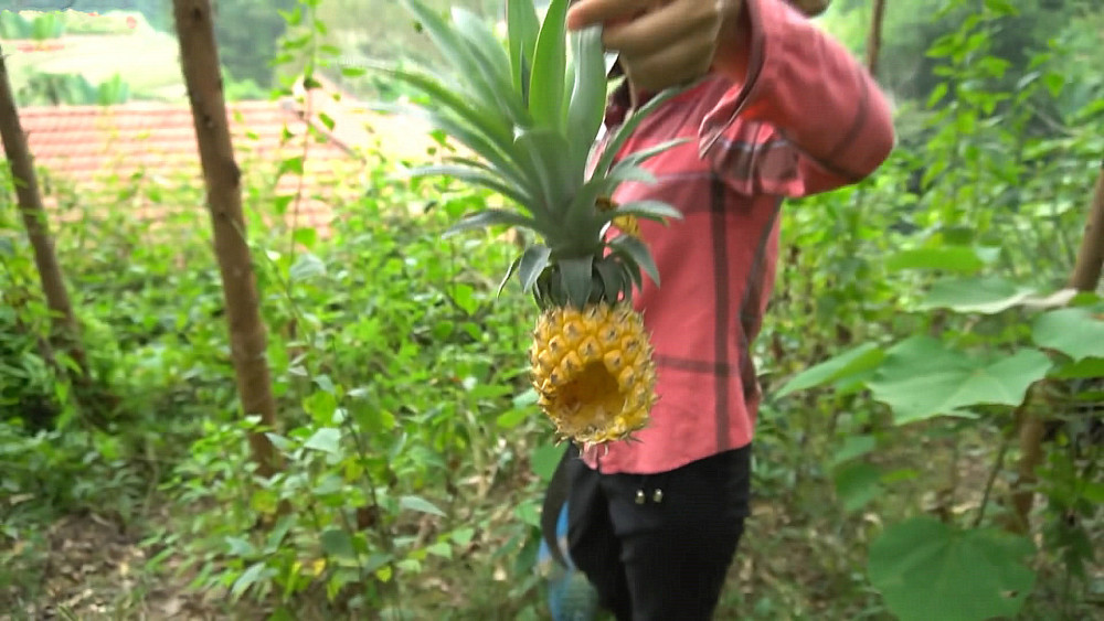 云南山上在好多的"野菠萝,1小时摘了5个,太甜了,真好吃