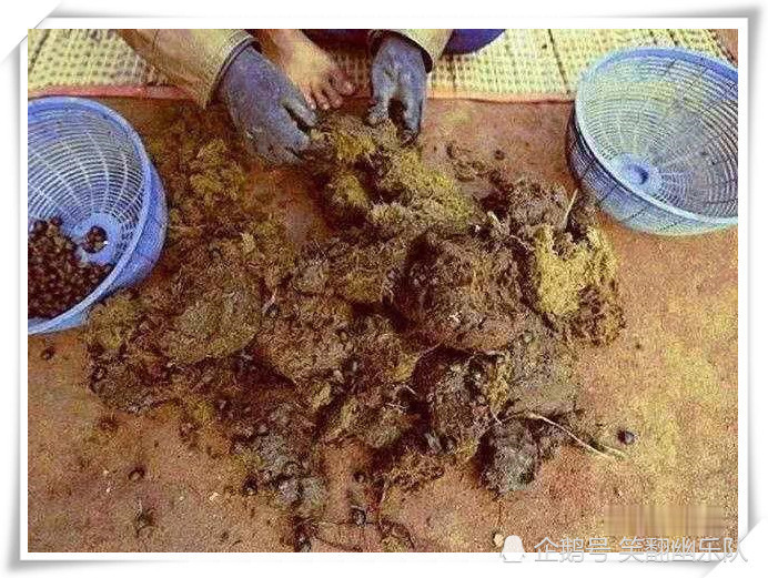 世界上最贵的动物"粑粑",猫屎粪便仅排第三,第一竟然