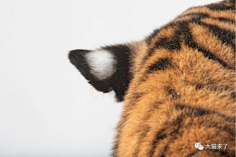 为何所有老虎耳朵上都有一片白色毛发?科学家有两种推测