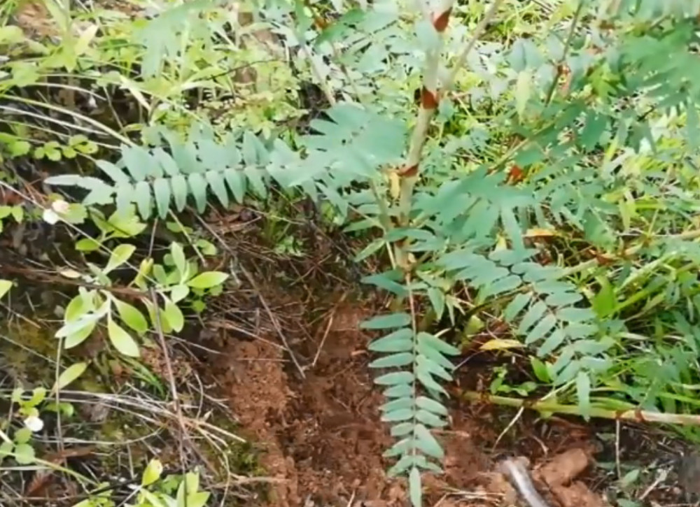 捕山鼠,挖药材等等,这山里的野味可真不少,所以在农村人的眼中,大山就