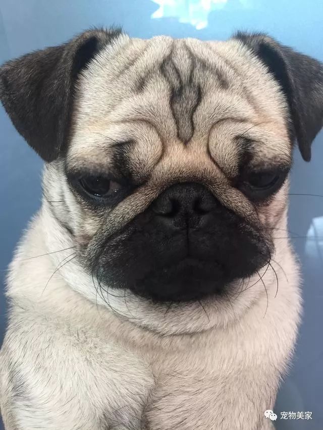 养了狗,我家也没有骚味!因为我有很多有效的除