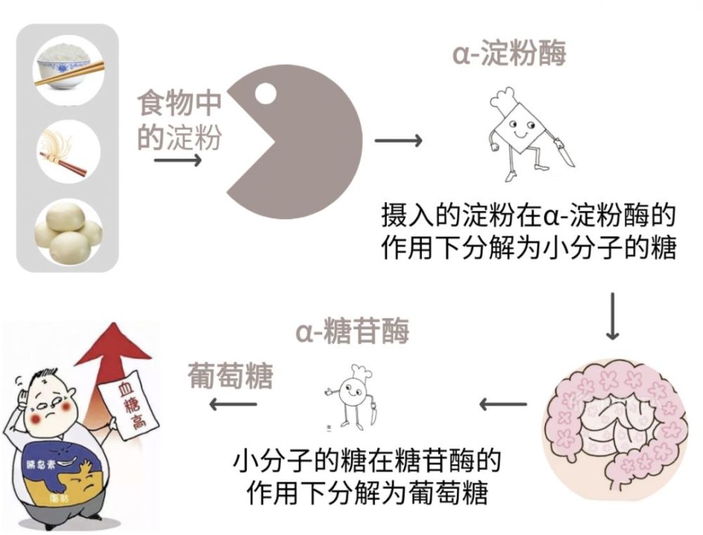 了解血糖的来源与去路,如何让血糖稳定?