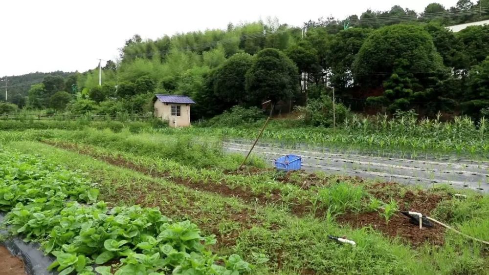 长沙县果园镇新明村:山不推,树不砍,水不填 有机农业助发展