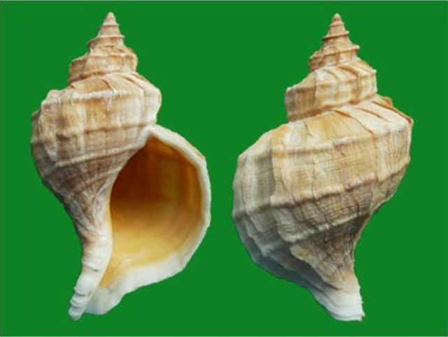从分类学上来讲贝壳有这么几类:腹足纲,双壳纲,多板纲,掘足纲,头足纲.