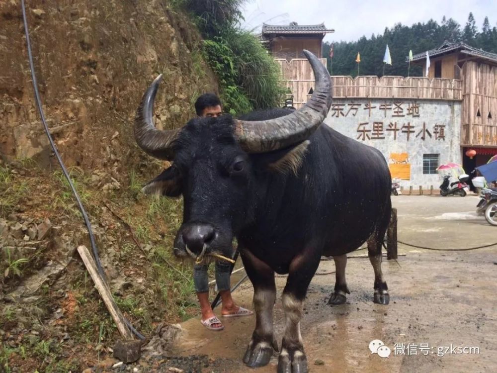 曾在云南石林获得两个第一名,一个第三名 1 曾在下司回龙,重安均获得