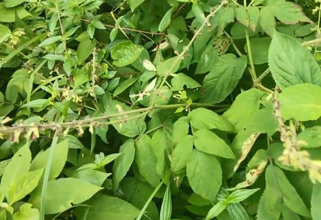 深山里这种珍贵的药材,俗称"大红袍",根部入药泡水喝