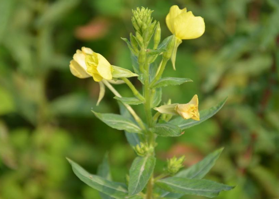 深山里的药材"山芝麻,入药有清热止咳之功效,有没有认识的?