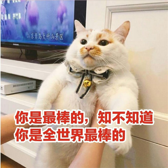 可爱萌宠猫咪搞笑表情包你是最棒的知不知道你是全世界最棒的